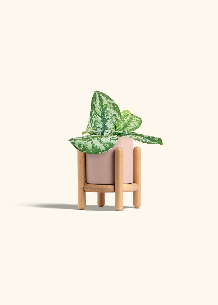 Silver Pothos Exotica in a 4 inches Pink Classic Cylinder Planter in a Beech Wood Stand