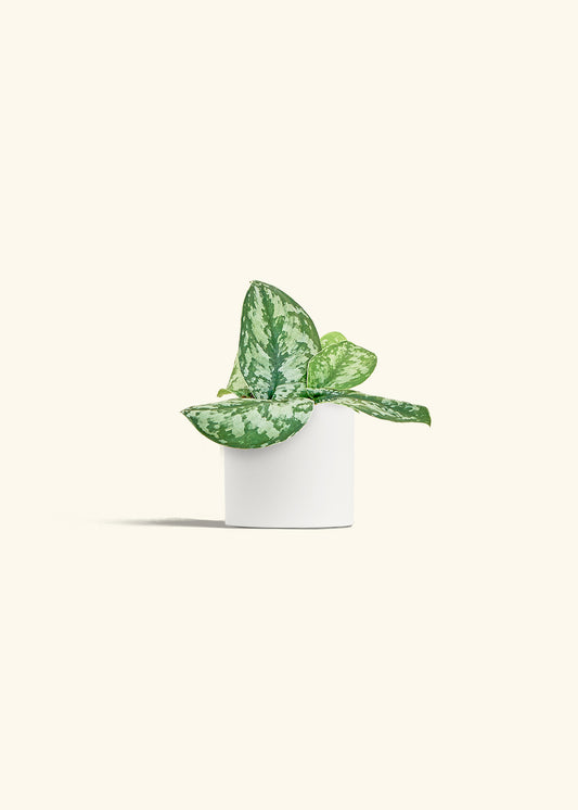 Silver Pothos Exotica in a 4 inches White Classic Cylinder Planter 