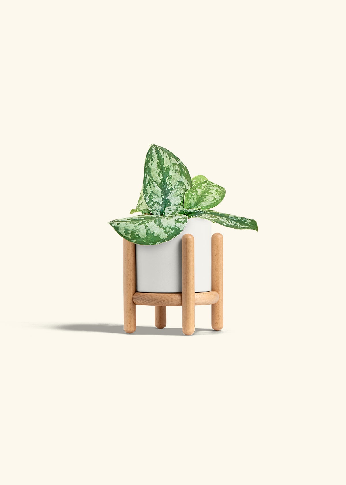 Silver Pothos Exotica in a 4 inches White Classic Cylinder Planter in a Beech Wood Stand