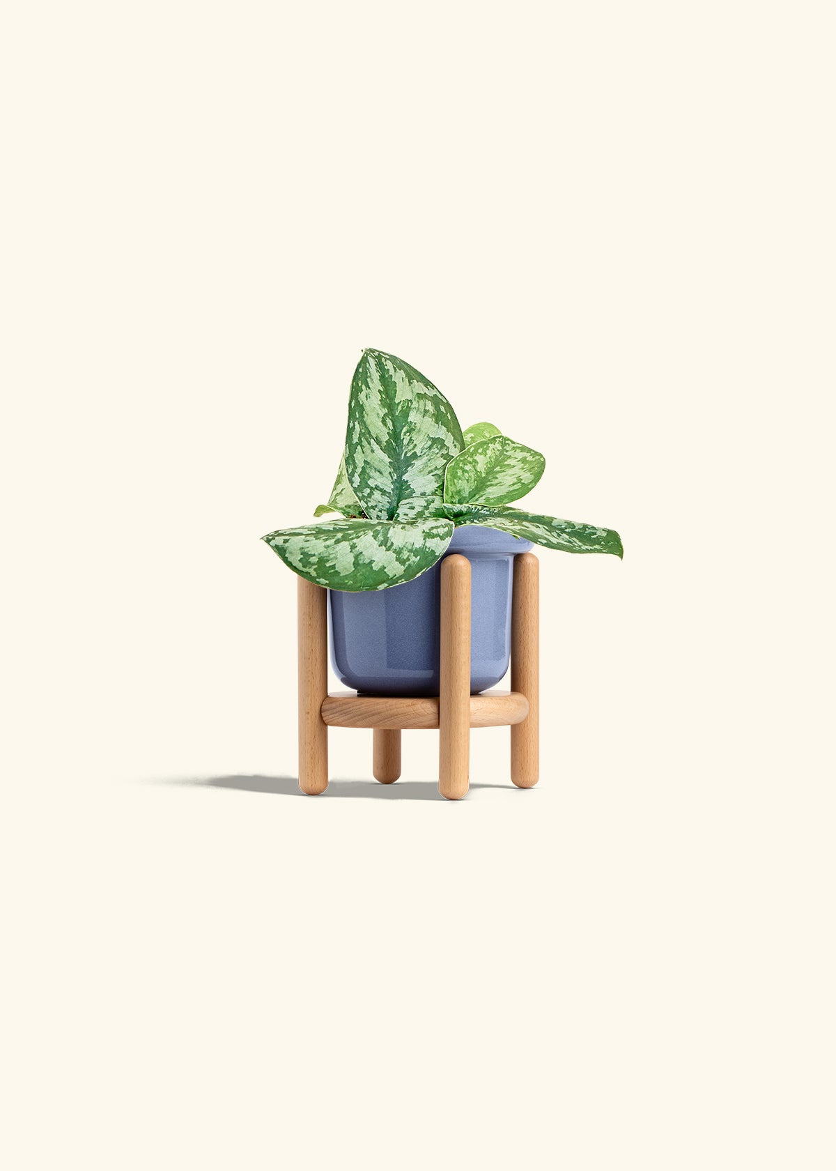 アンティーク エンボス セルロイド ボックス 少女 フラワー　エドワーディアン Silver Pothos 'Exotica' – Hey Rooted