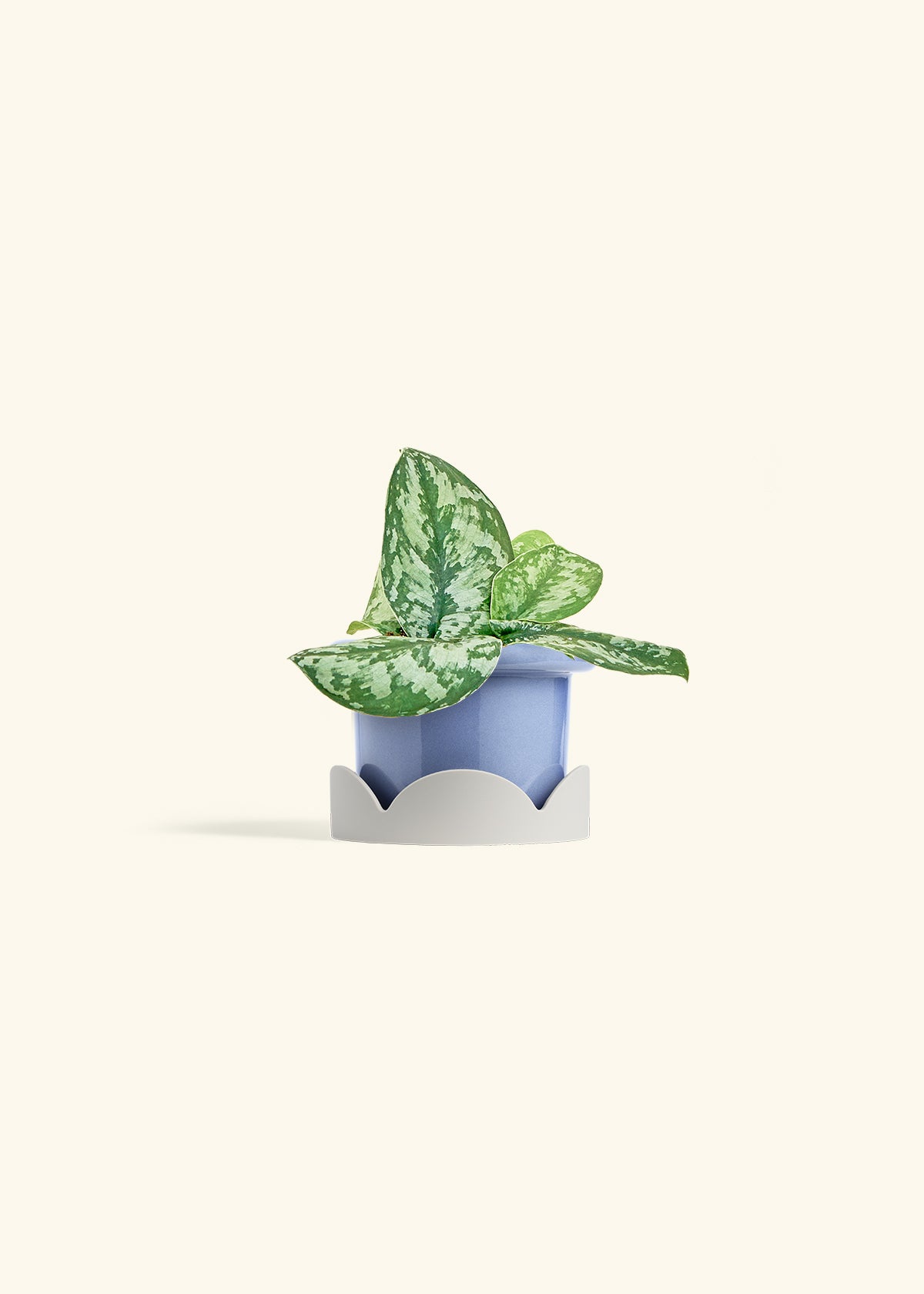 Silver Pothos 'Exotica' – Hey Rooted