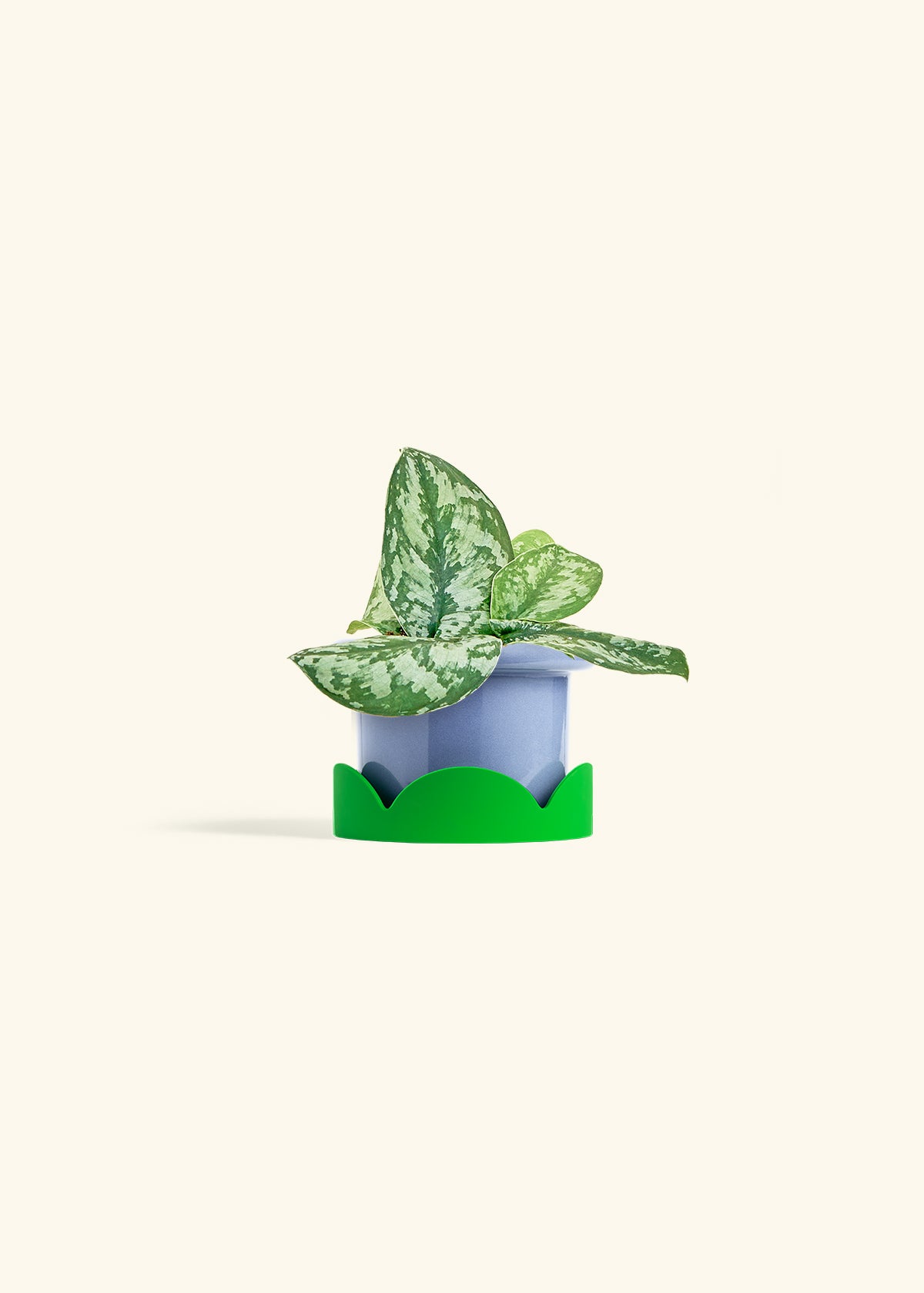 Silver Pothos 'Exotica' – Hey Rooted