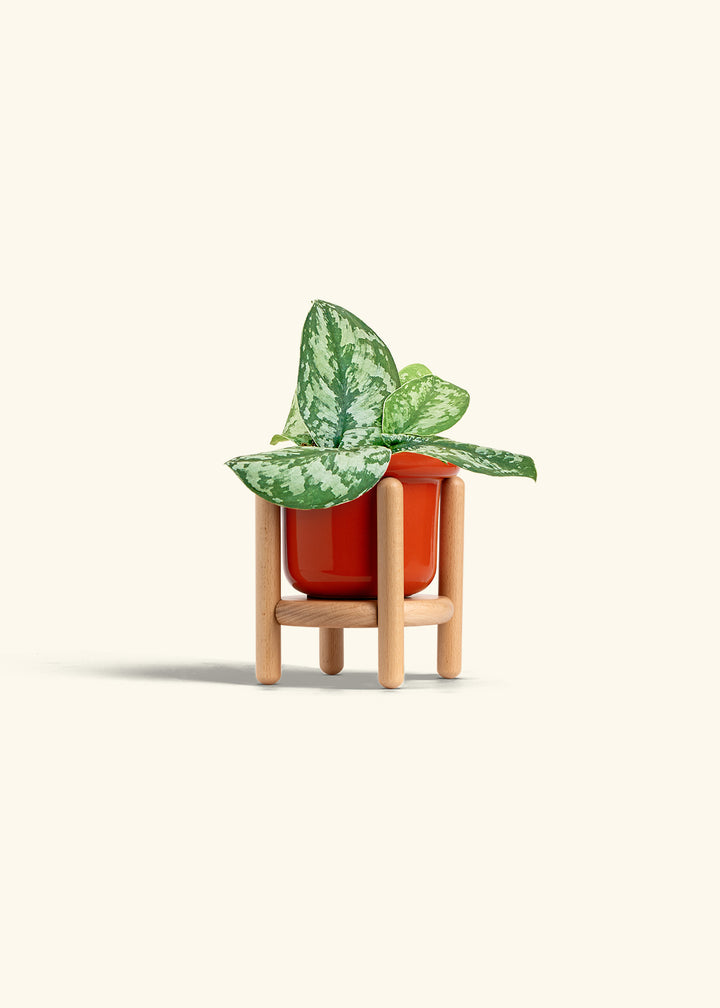 Silver Pothos Exotica in a 4 inches Fat Lip Red Planter in a Beech Wood Stand