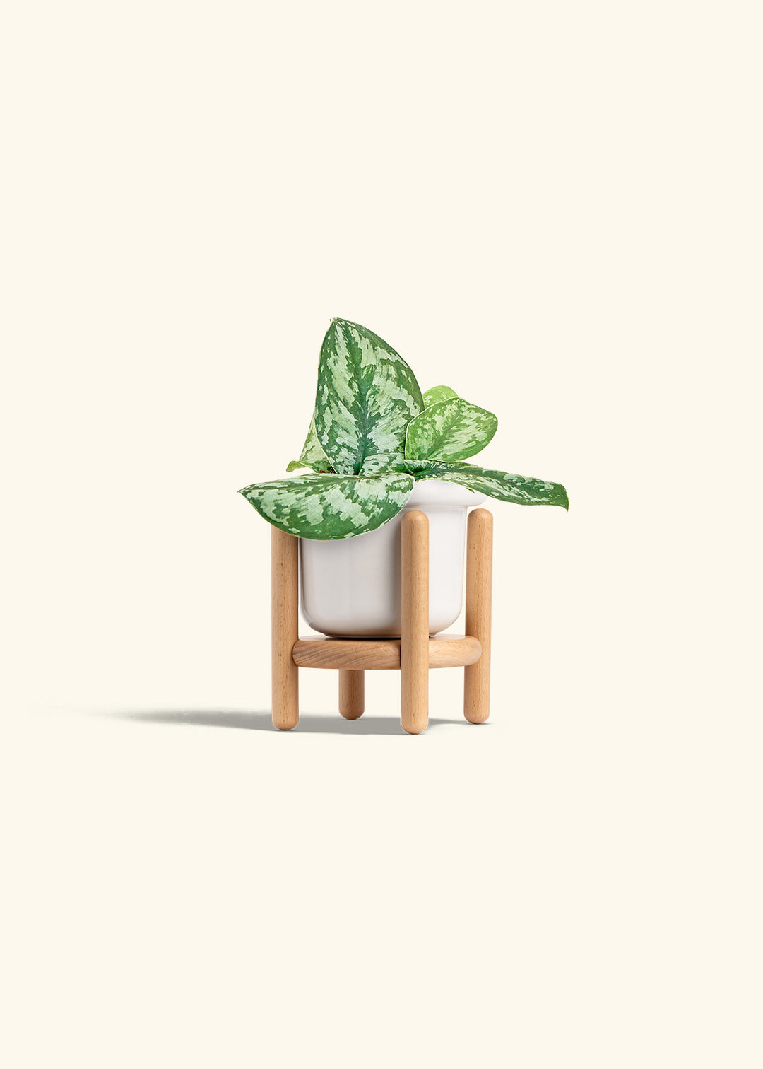 Silver Pothos Exotica in a 4 inches Fat Lip White Planter in a Beech Wood Stand