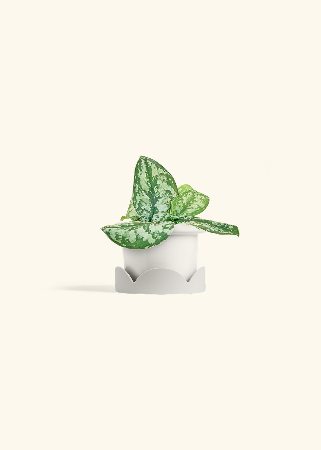 Silver Pothos Exotica in a 4 inches Fat Lip White Planter in a Oat Petal Drip Tray