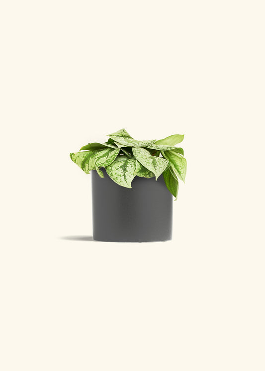 Silver Pothos Exotica in a 6 inches Charcoal Classic Cylinder Planter 