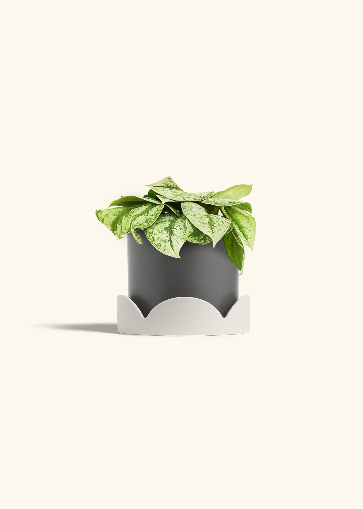 Silver Pothos Exotica in a 6 inches Charcoal Classic Cylinder Planter in a Oat Petal Drip Tray