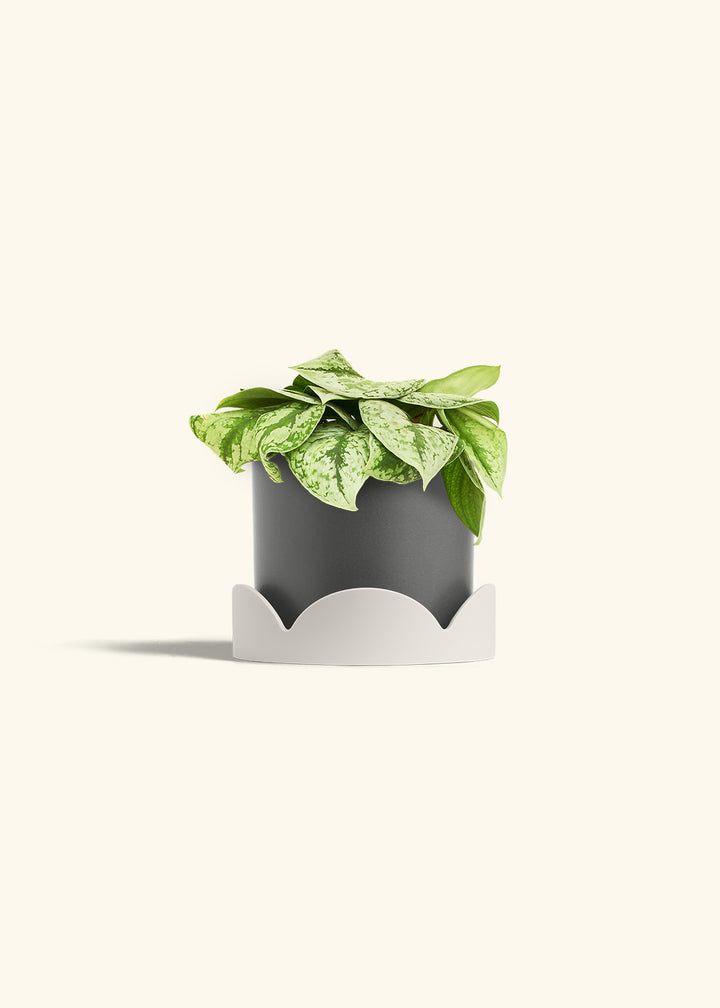 Silver Pothos Exotica in a 6 inches Charcoal Classic Cylinder Planter in a Oat Petal Drip Tray