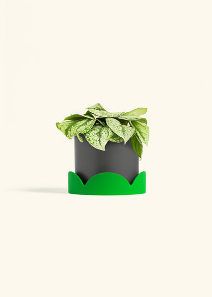 Silver Pothos Exotica in a 6 inches Charcoal Classic Cylinder Planter in a Beech Wood Stand