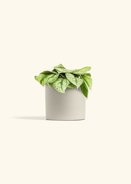 Silver Pothos Exotica in a 6 inches Oat Classic Cylinder Planter 