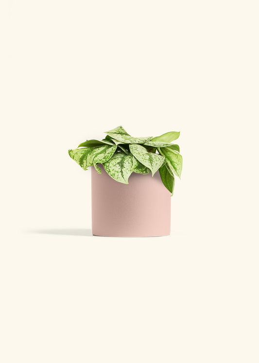 Silver Pothos Exotica in a 6 inches Pink Classic Cylinder Planter 