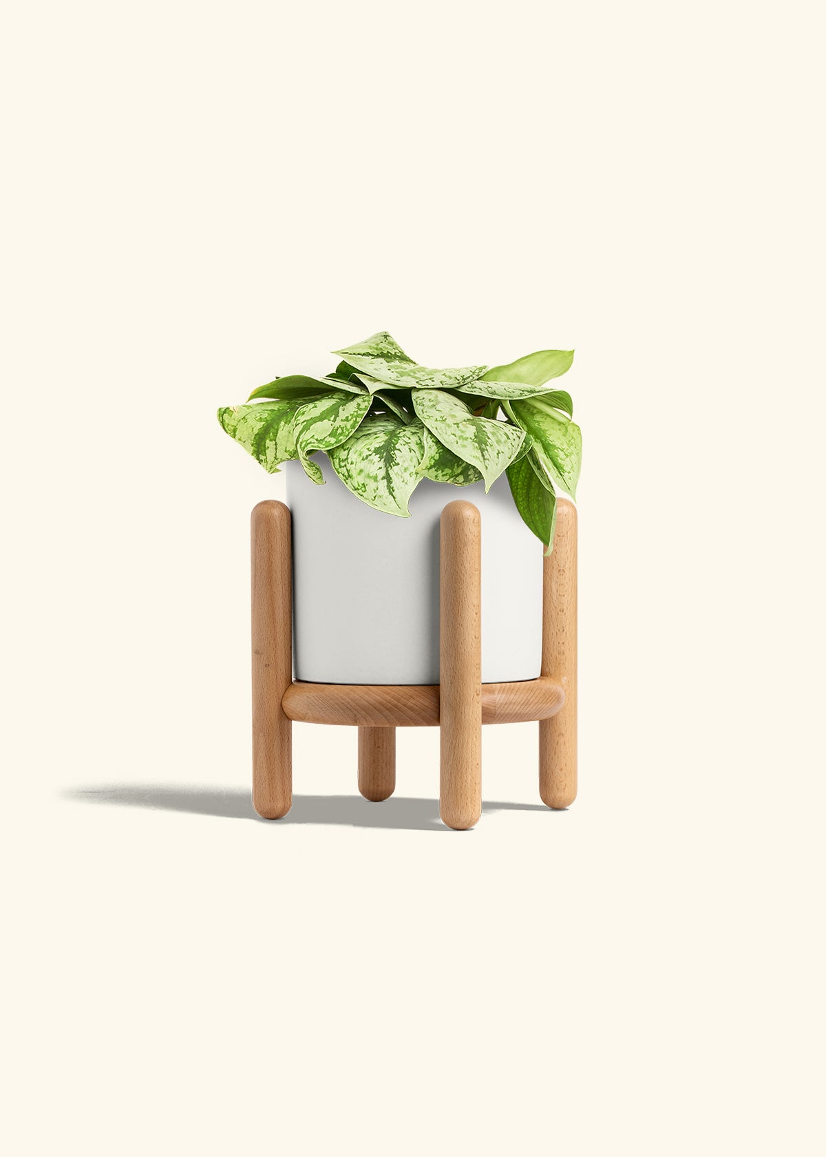 Silver Pothos Exotica in a 6 inches White Classic Cylinder Planter in a Beech Wood Stand