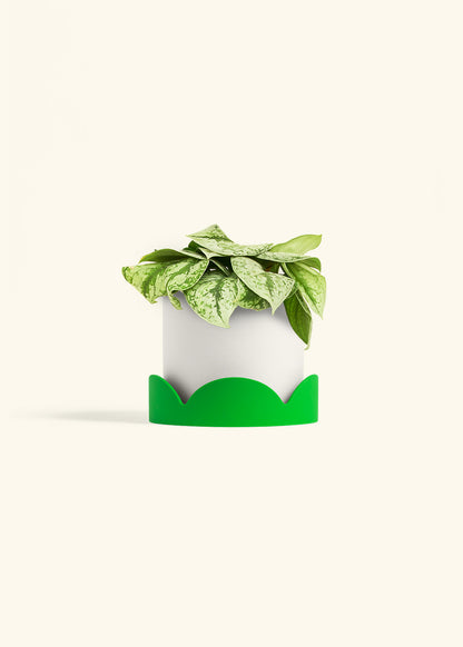 Silver Pothos Exotica in a 6 inches White Classic Cylinder Planter in a Shamrock Petal Drip Tray