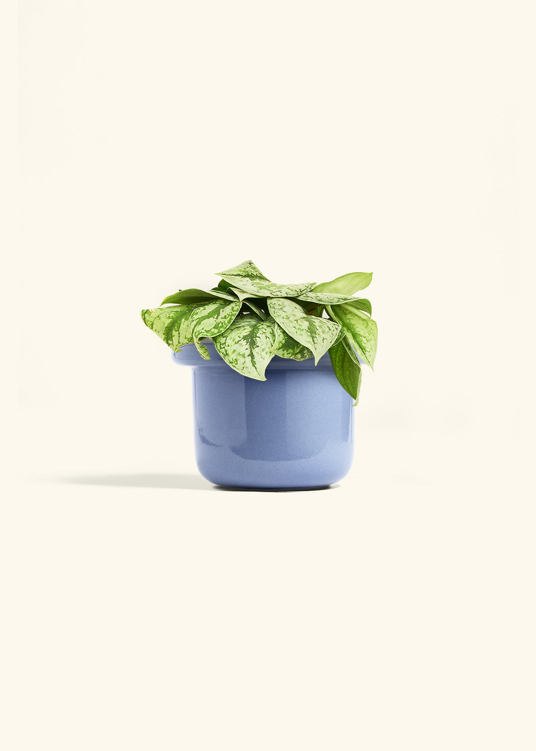 Silver Pothos Exotica in a 6 inches Fat Lip Blue Planter 