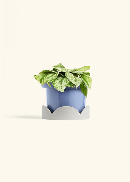 Silver Pothos Exotica in a 6 inches Fat Lip Blue Planter in a Oat Petal Drip Tray