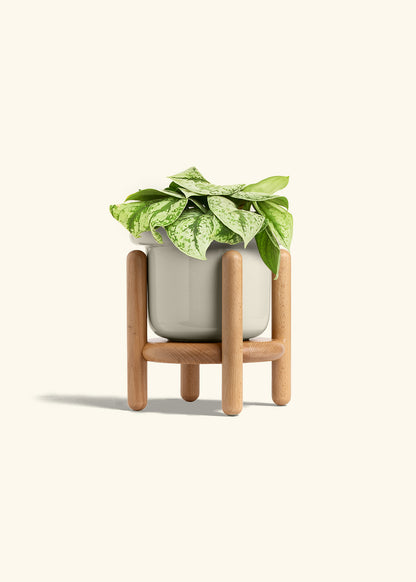 Silver Pothos Exotica in a 6 inches Fat Lip Oat Planter in a Beech Wood Stand
