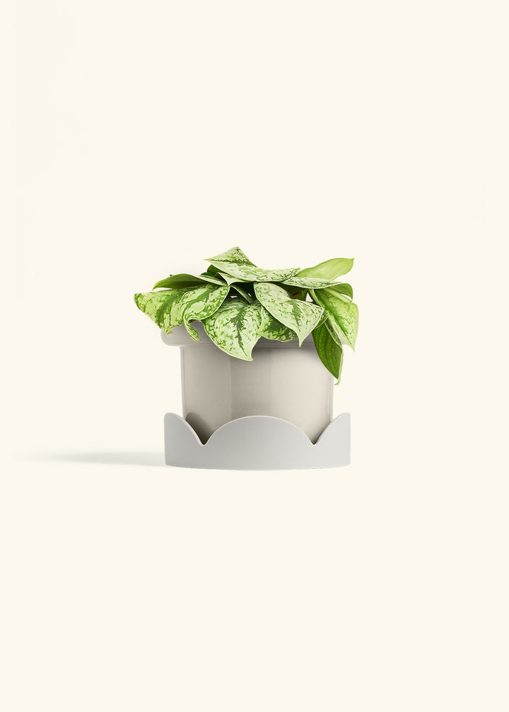 Silver Pothos Exotica in a 6 inches Fat Lip Oat Planter in a Shamrock Petal Drip Tray