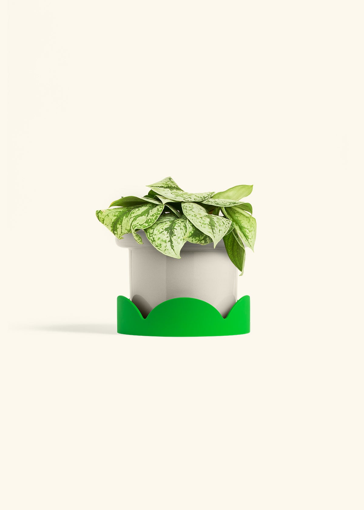 Silver Pothos Exotica in a 6 inches Fat Lip Oat Planter in a Oat Petal Drip Tray