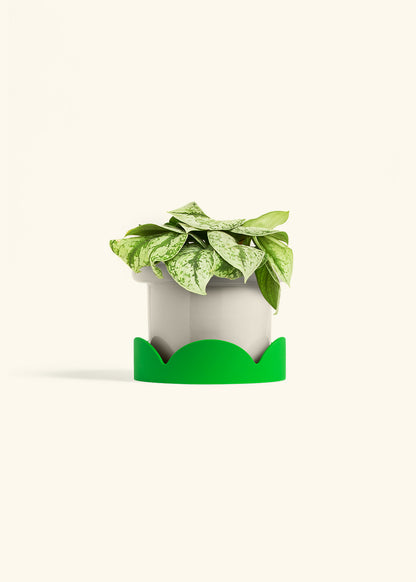 Silver Pothos Exotica in a 6 inches Fat Lip Oat Planter in a Oat Petal Drip Tray