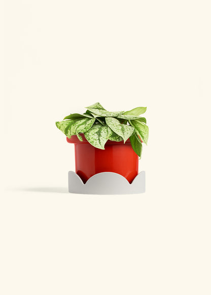 Silver Pothos Exotica in a 6 inches Fat Lip Red Planter in a Oat Petal Drip Tray