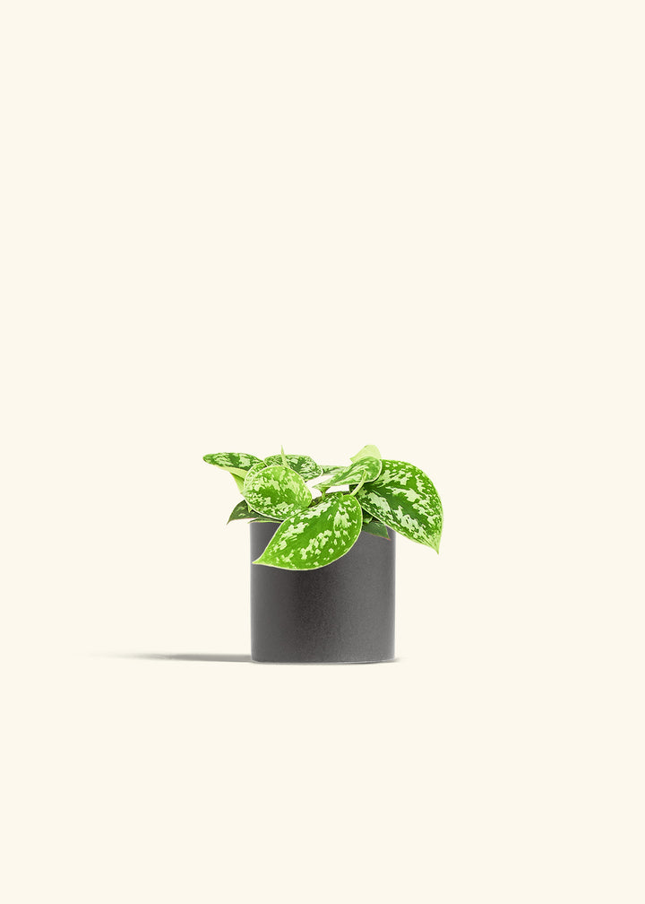 Scindapsus Silvery Ann in a 4 inches Charcoal Classic Cylinder Planter 