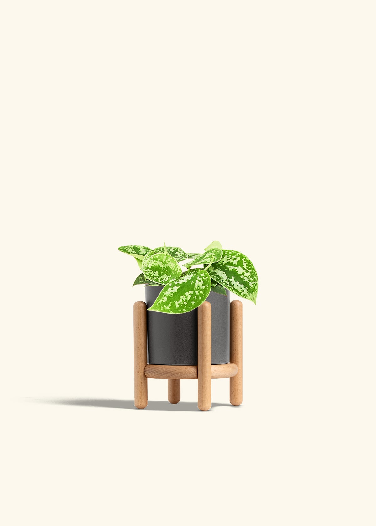 Scindapsus Silvery Ann in a 4 inches Charcoal Classic Cylinder Planter in a Beech Wood Stand