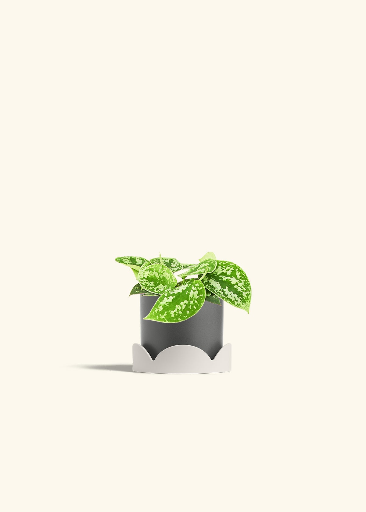 Scindapsus Silvery Ann in a 4 inches Charcoal Classic Cylinder Planter in a Oat Petal Drip Tray