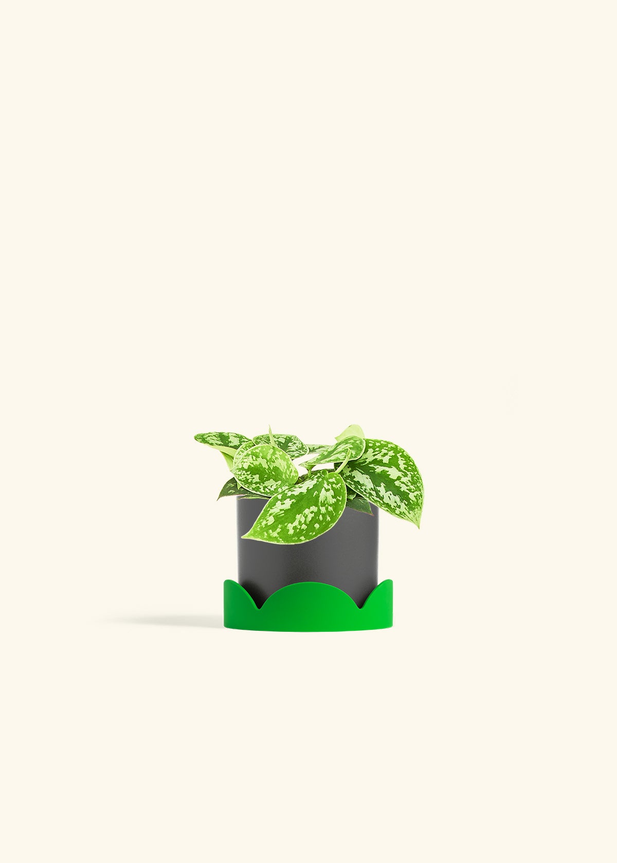 Scindapsus Silvery Ann in a 4 inches Charcoal Classic Cylinder Planter in a Shamrock Petal Drip Tray