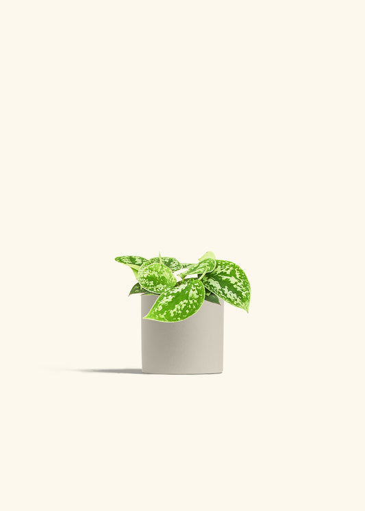 Scindapsus Silvery Ann in a 4 inches Oat Classic Cylinder Planter 