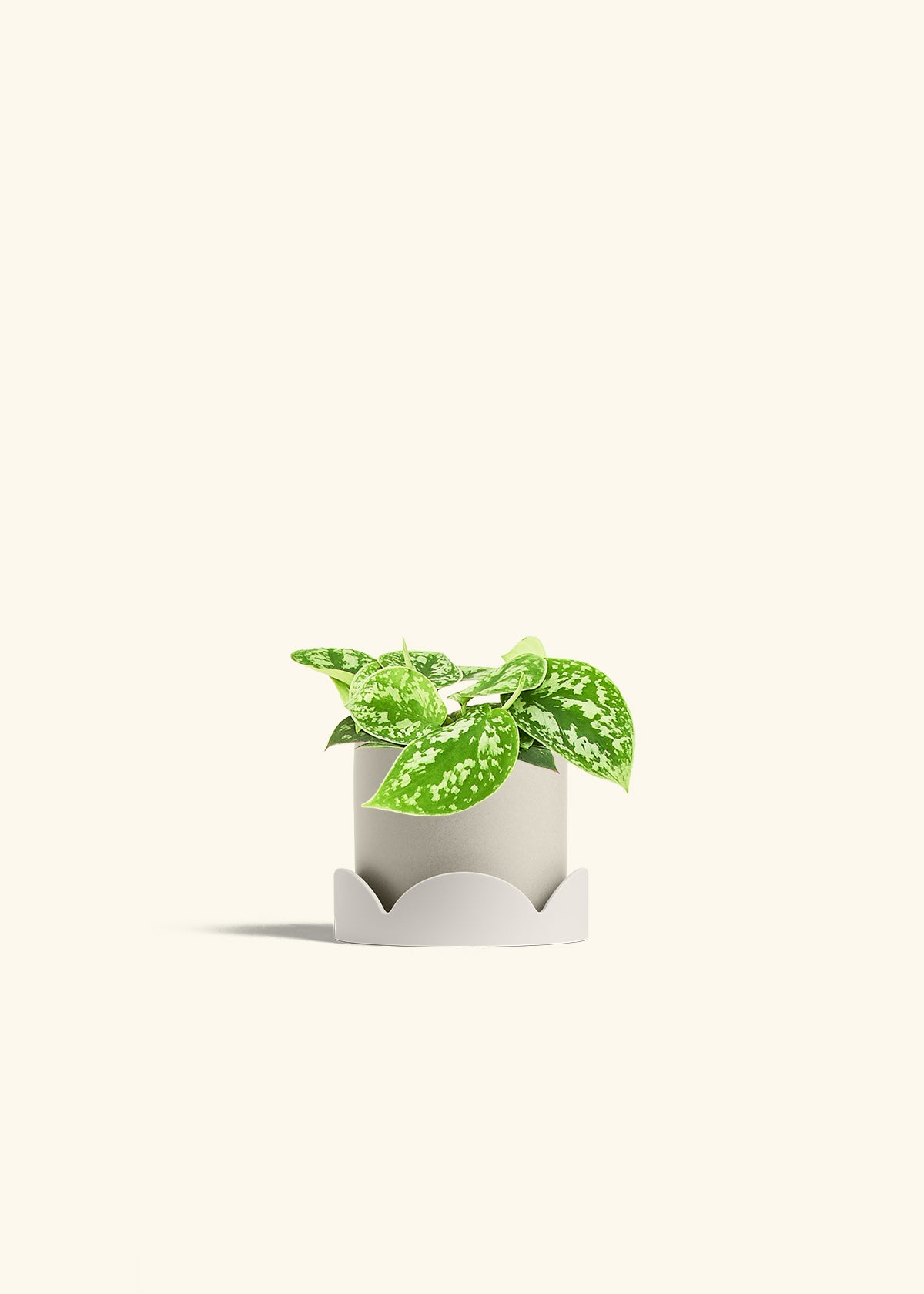 Scindapsus Silvery Ann in a 4 inches Oat Classic Cylinder Planter in a Oat Petal Drip Tray