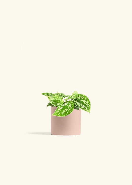 Scindapsus Silvery Ann in a 4 inches Pink Classic Cylinder Planter 