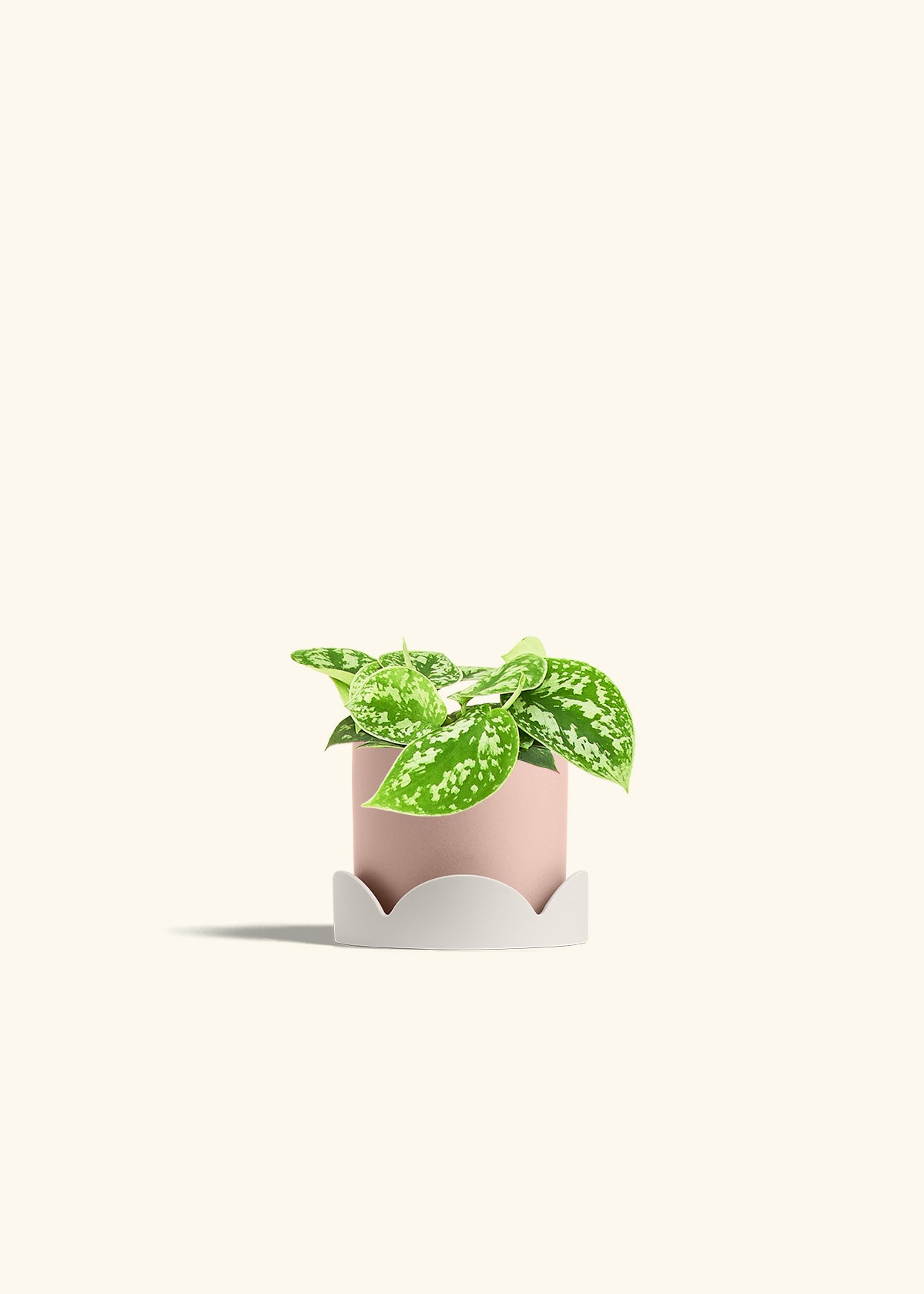 Scindapsus Silvery Ann in a 4 inches Pink Classic Cylinder Planter in a Oat Petal Drip Tray