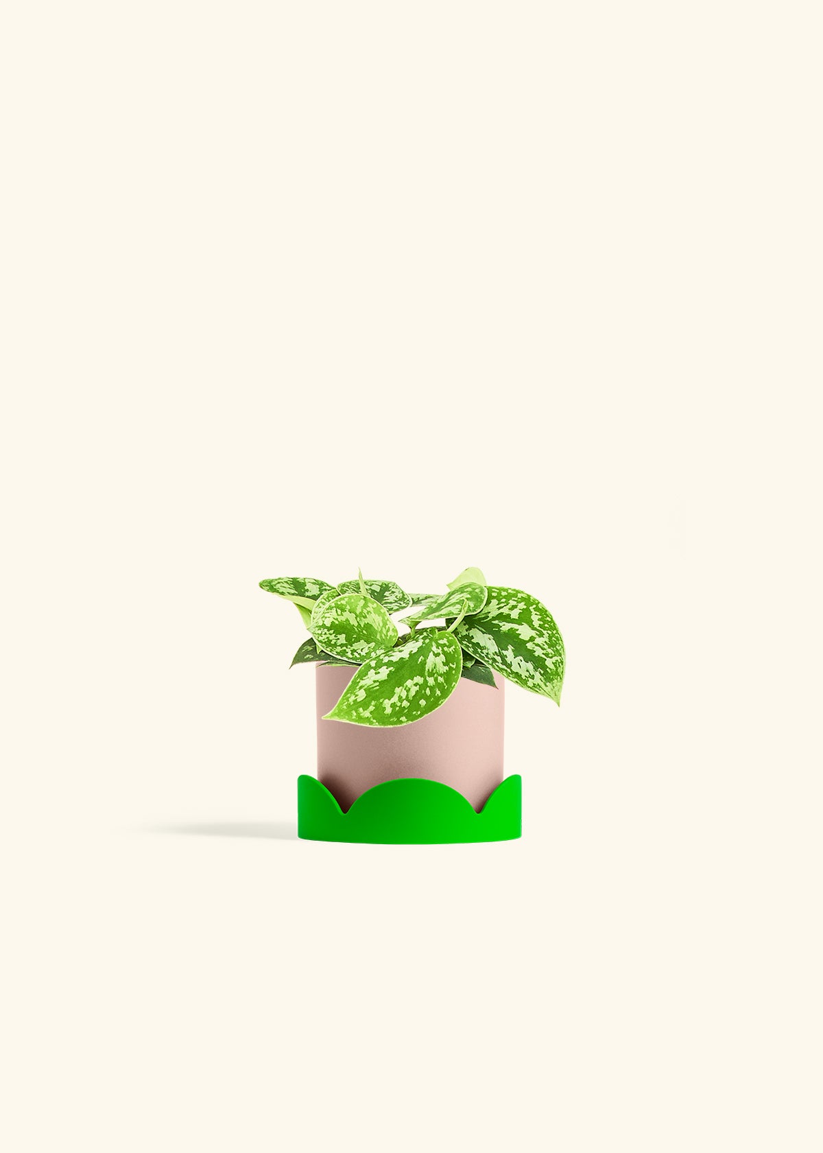 Scindapsus Silvery Ann in a 4 inches Pink Classic Cylinder Planter in a Shamrock Petal Drip Tray