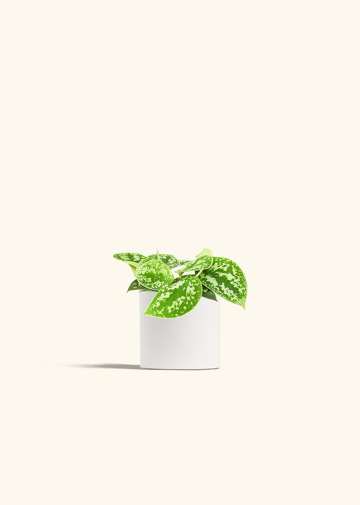 Scindapsus Silvery Ann in a 4 inches White Classic Cylinder Planter in a Shamrock Petal Drip Tray