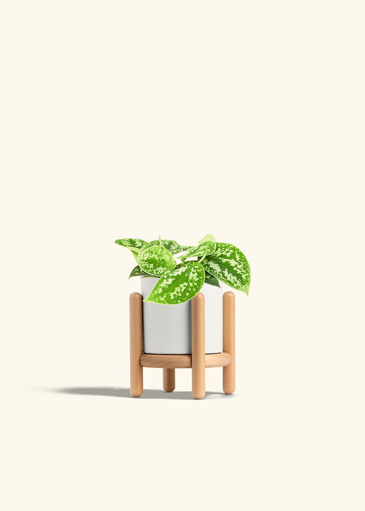 Scindapsus Silvery Ann in a 4 inches Fat Lip Oat Planter in a Shamrock Petal Drip Tray