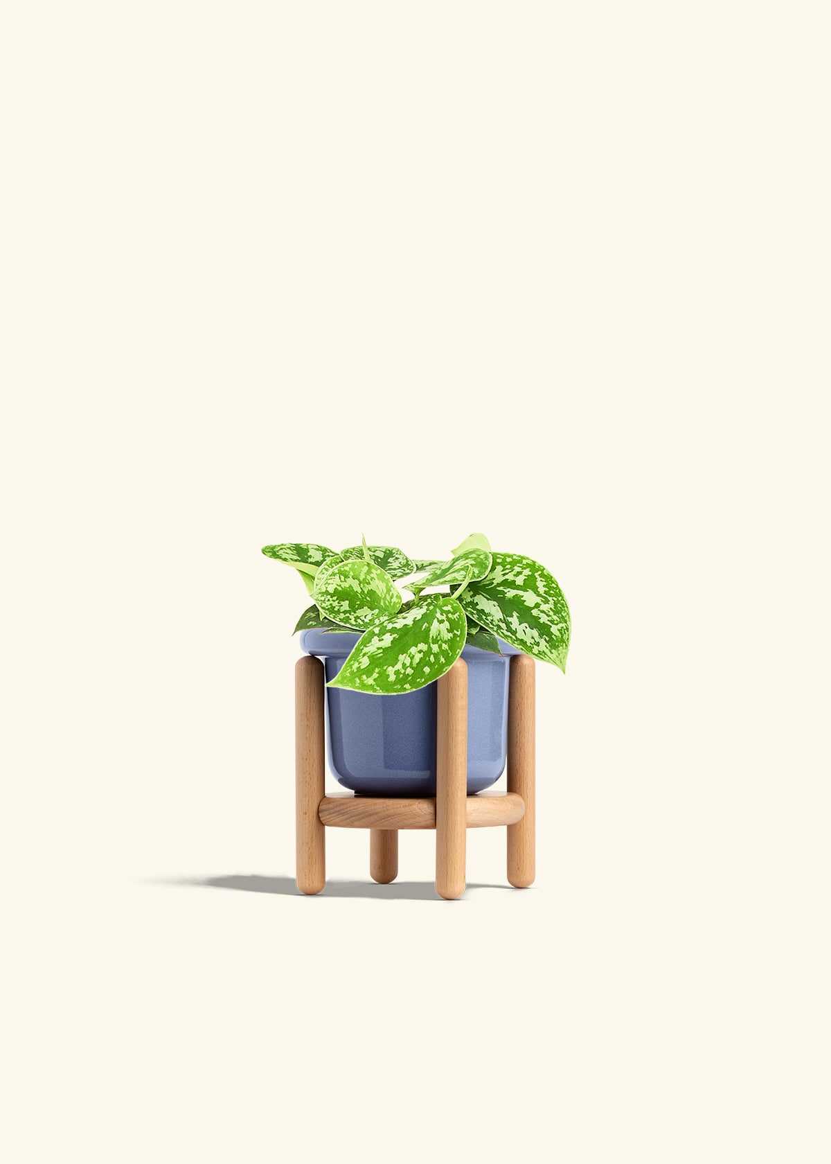 Scindapsus Silvery Ann in a 4 inches Fat Lip Blue Planter in a Beech Wood Stand