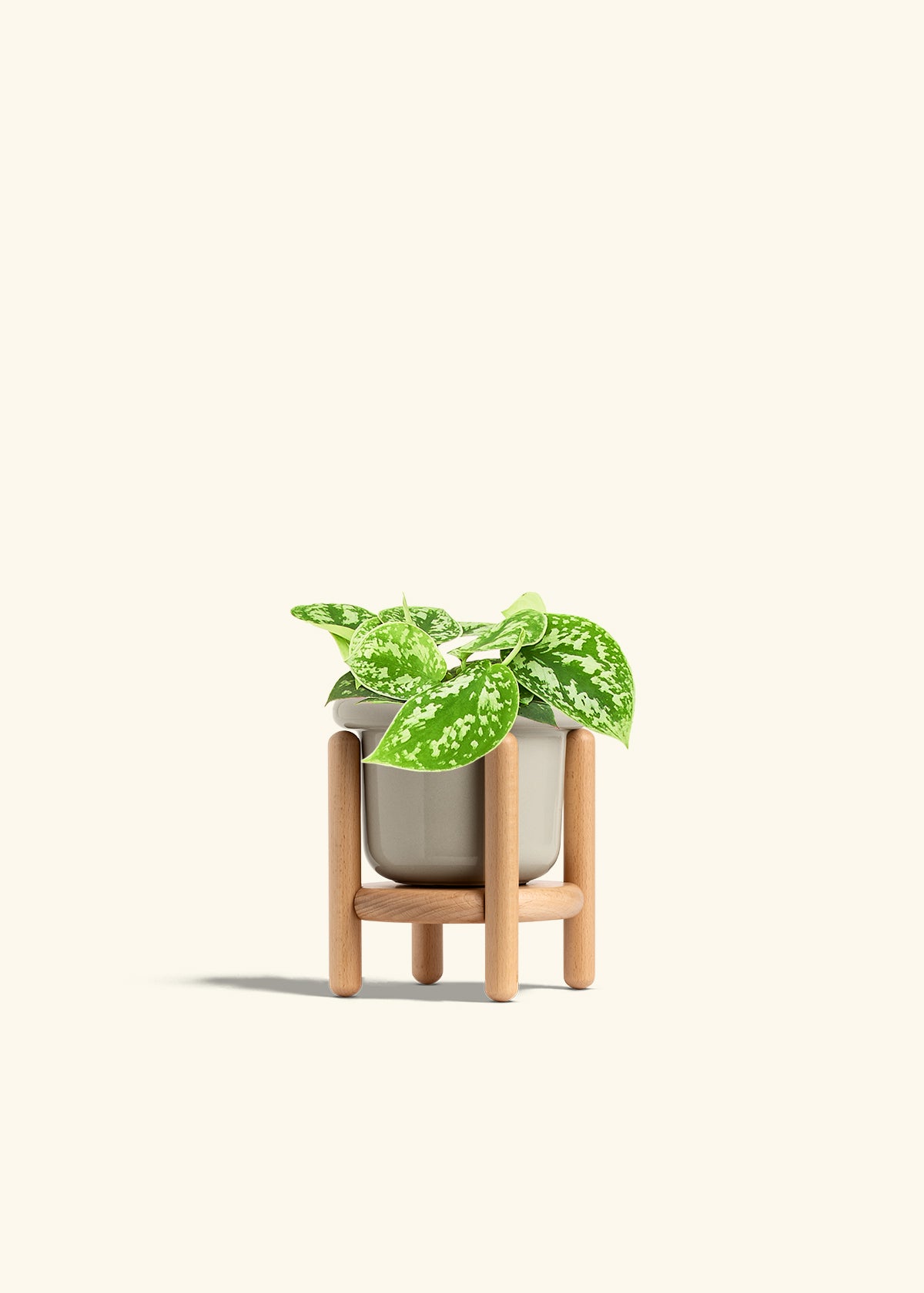 Scindapsus Silvery Ann in a 4 inches White Classic Cylinder Planter 