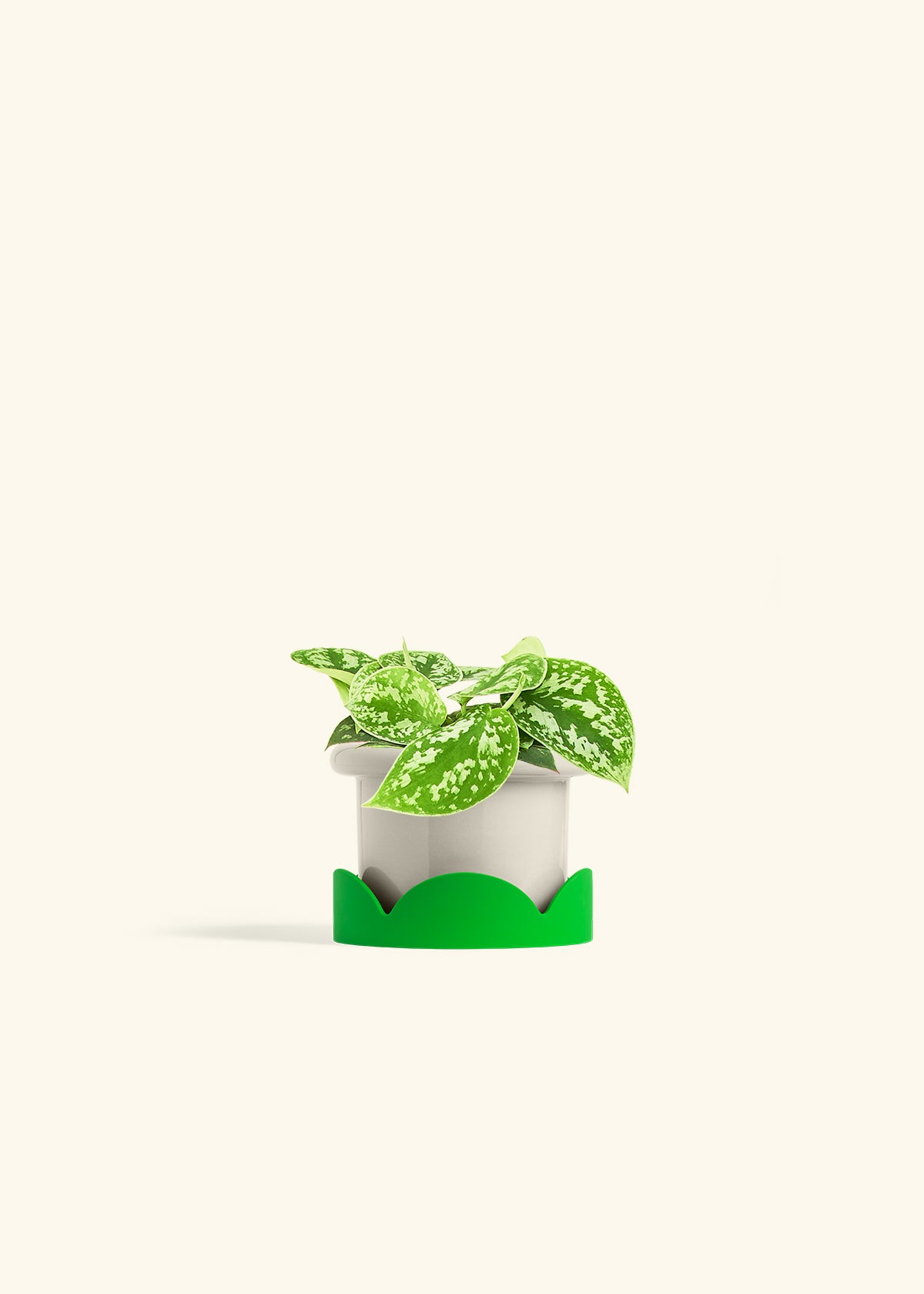 Scindapsus Silvery Ann in a 4 inches Fat Lip Oat Planter in a Oat Petal Drip Tray