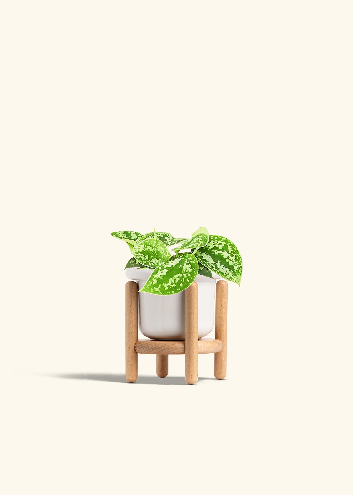 Scindapsus Silvery Ann in a 4 inches Fat Lip White Planter in a Beech Wood Stand