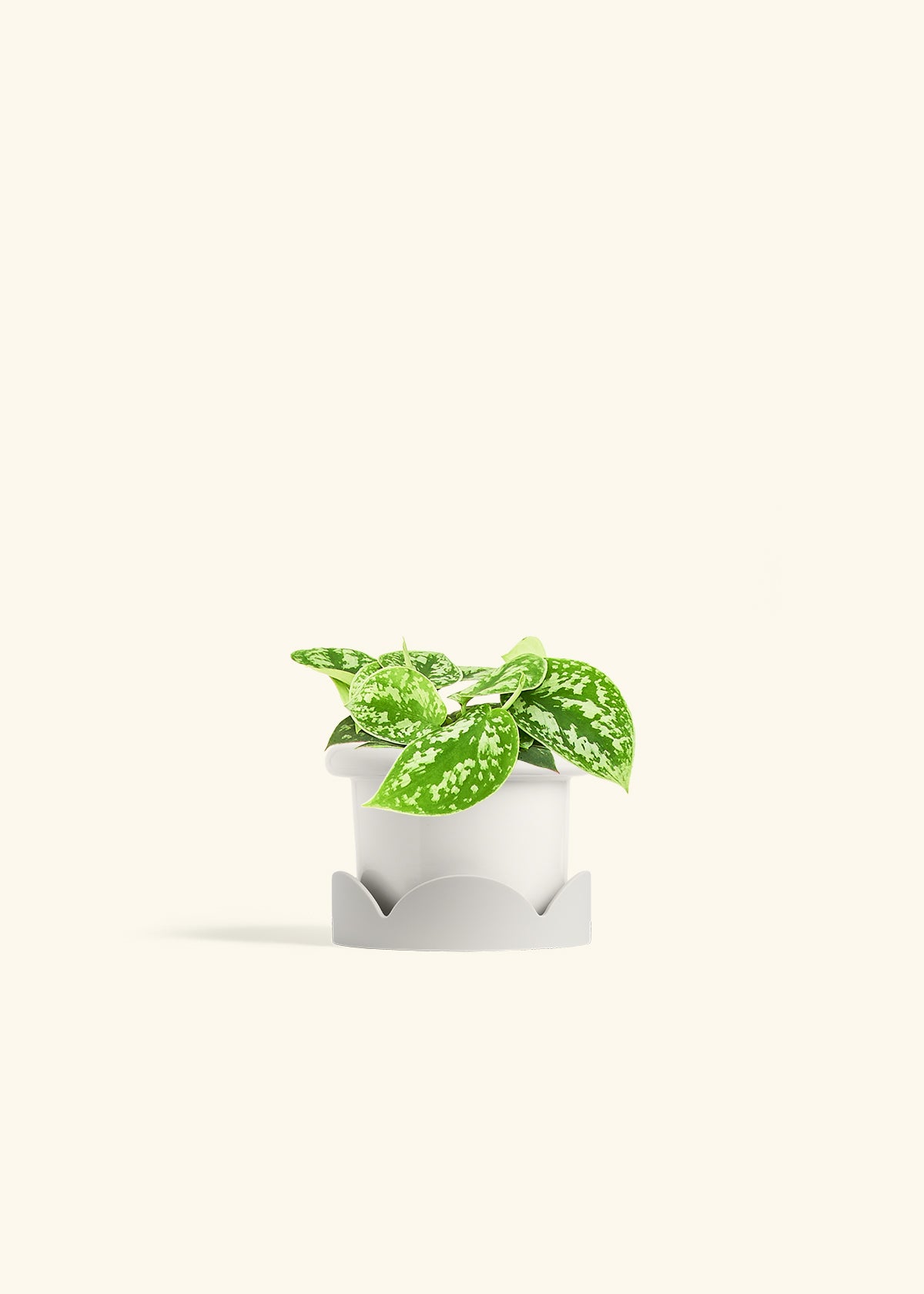 Scindapsus Silvery Ann in a 4 inches Fat Lip White Planter in a Oat Petal Drip Tray