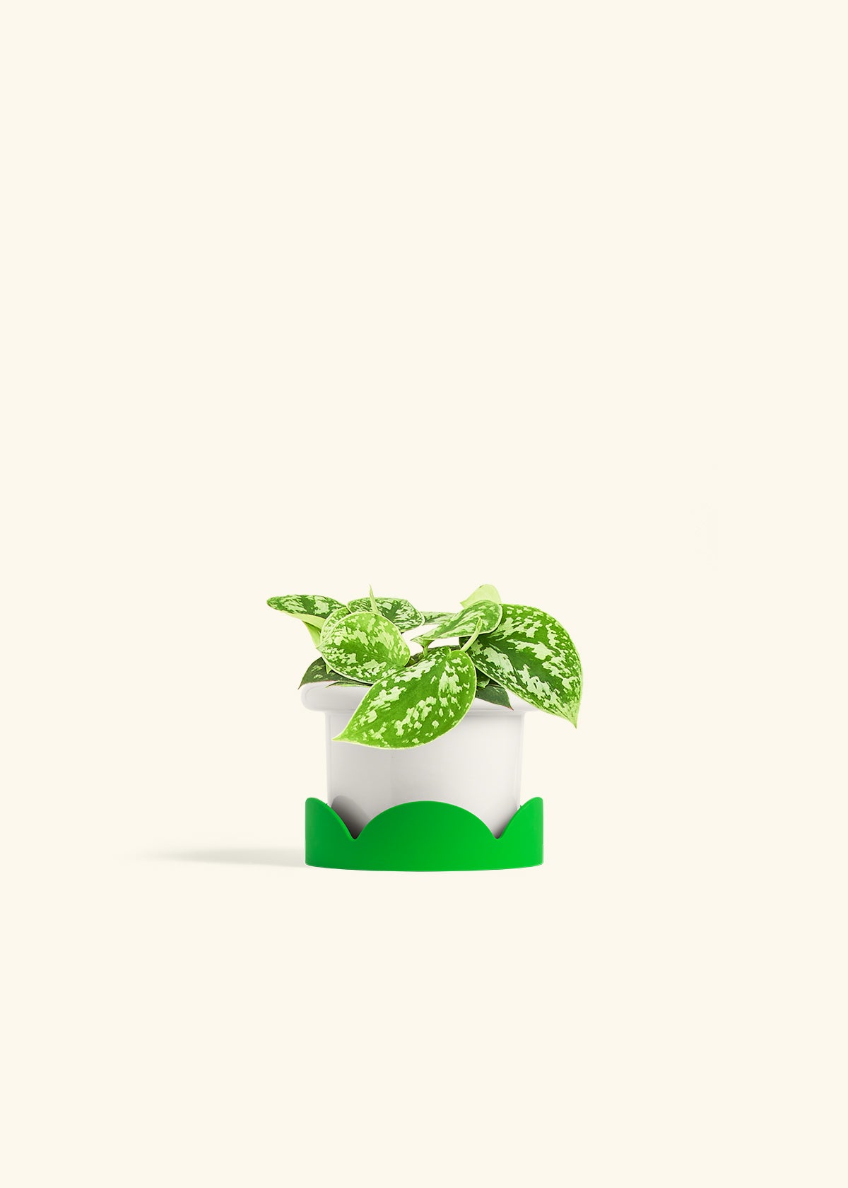 Scindapsus Silvery Ann in a 4 inches Fat Lip White Planter in a Shamrock Petal Drip Tray