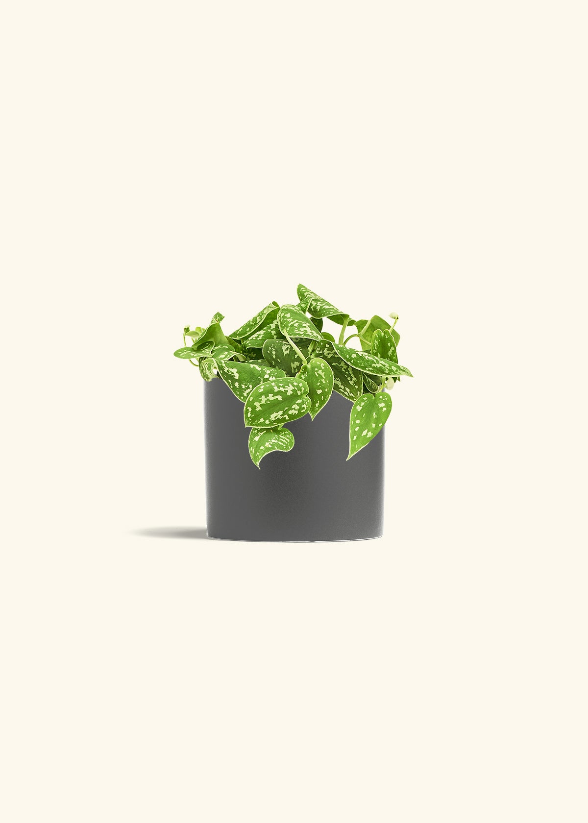 Scindapsus Silvery Ann in a 6 inches Charcoal Classic Cylinder Planter in a Shamrock Petal Drip Tray