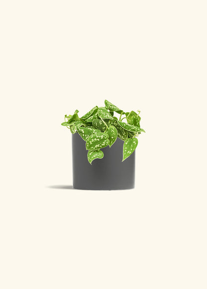 Scindapsus Silvery Ann in a 6 inches Charcoal Classic Cylinder Planter in a Shamrock Petal Drip Tray