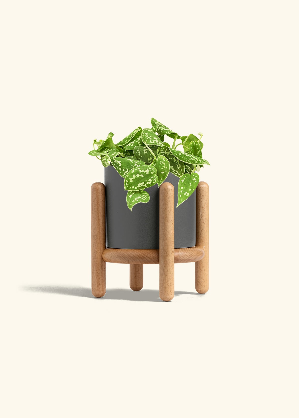 Scindapsus Silvery Ann in a 6 inches Charcoal Classic Cylinder Planter in a Beech Wood Stand
