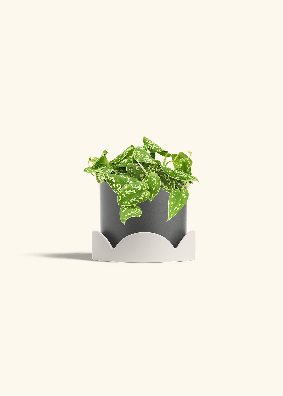Scindapsus Silvery Ann in a 6 inches Charcoal Classic Cylinder Planter in a Oat Petal Drip Tray