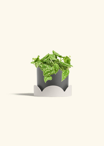 Scindapsus Silvery Ann in a 6 inches Charcoal Classic Cylinder Planter in a Oat Petal Drip Tray