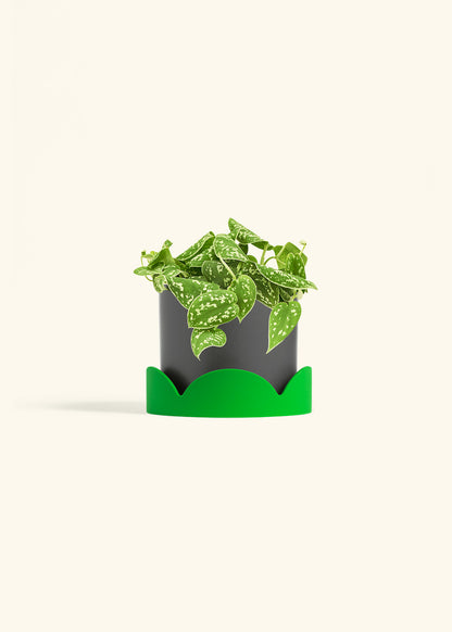 Scindapsus Silvery Ann in a 6 inches Charcoal Classic Cylinder Planter 