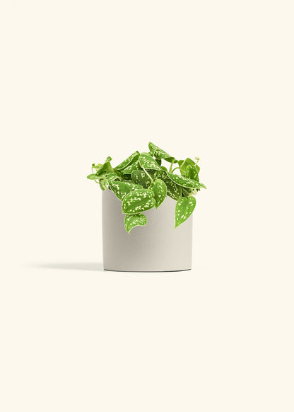Scindapsus Silvery Ann in a 6 inches Oat Classic Cylinder Planter 