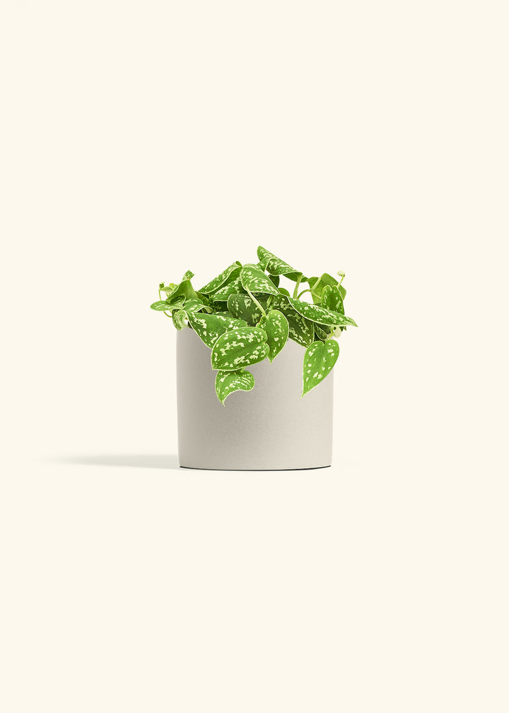Scindapsus Silvery Ann in a 6 inches Oat Classic Cylinder Planter 