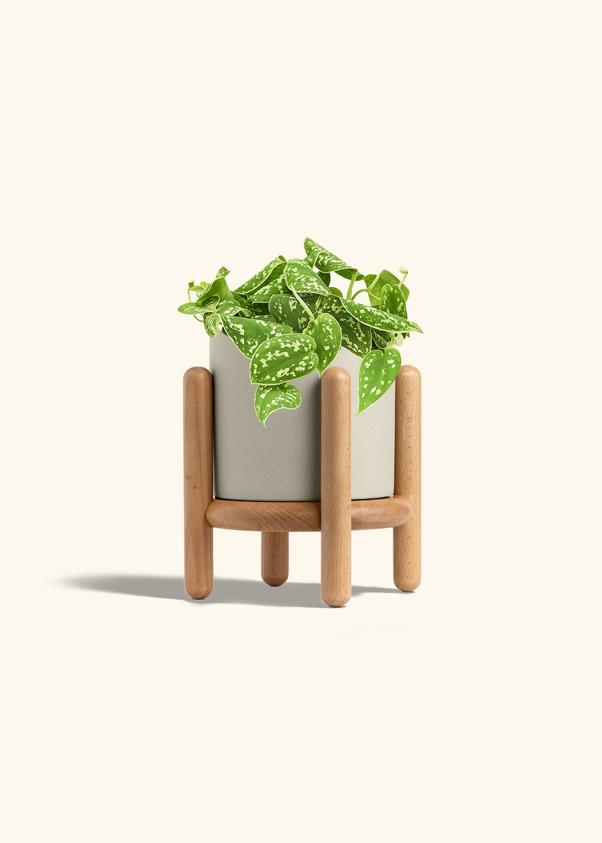 Scindapsus Silvery Ann in a 6 inches Oat Classic Cylinder Planter in a Beech Wood Stand